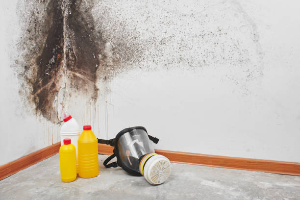 Best Localized Mold Remediation (e.g., coastal areas, humid climates) in Four Corners, TX
