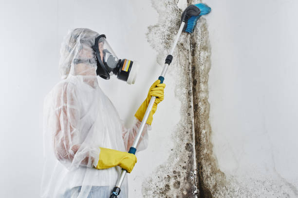 Best Commercial Mold Remediation in Four Corners, TX