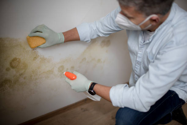 Best Mold Testing and Inspection Services in Four Corners, TX