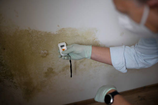 Best Black Mold Remediation in Four Corners, TX