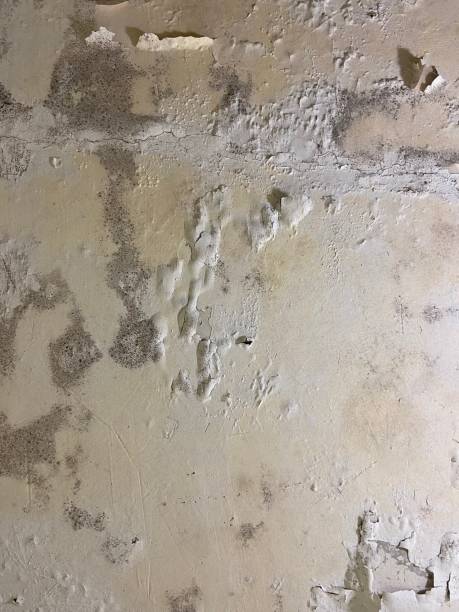 Four Corners, TX Mold Remediation Company