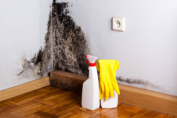 Best Basement Mold Remediation in Four Corners, TX