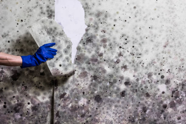Best Post-Flood Mold Remediation in Four Corners, TX
