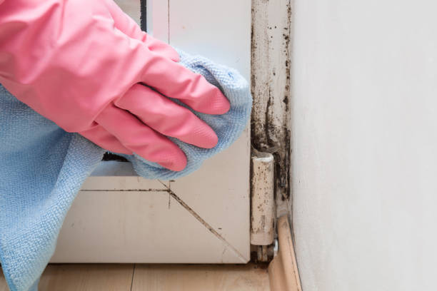 Best Residential Mold Remediation in Four Corners, TX