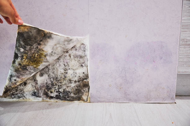 Best Attic Mold Remediation in Four Corners, TX